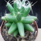 1Pcs A Set Mammillaria longimamma Mini Plant ProQgf