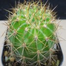 1Pcs A Set E.mamillosa  Mini Plant ProQgf