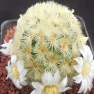 1Pcs A Set Mammillaria carmenae Mini Plant ProQgf