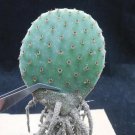 1Pcs A Set hongtaigu cactus Mini Plant ProQgf