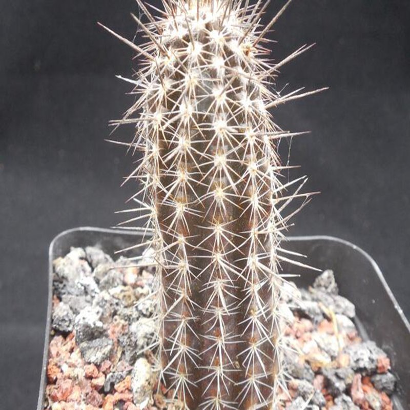 1Pcs A Set Echinopsis mirabilis Mini Plant ProQgf