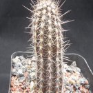 1Pcs A Set Echinopsis mirabilis Mini Plant ProQgf