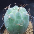 1Pcs A Set Matucana madisoniorum Mini Plant ProQgf