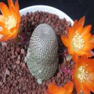 1Pcs A Set Rebutia heliosa Mini Plant ProQgf