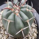 1Pcs A Set Discocactus ferricola Mini Plant ProQgf