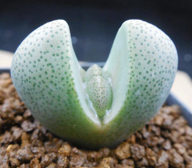 1Pcs A Set Pleiospilos nelii Mini Plant ProQgf