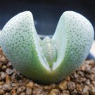 1Pcs A Set Pleiospilos nelii Mini Plant ProQgf