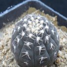 1Pcs A Set G. ragonesei Mini Plant ProQgf