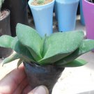 1Pcs A Set Gasteria armstrongii Mini Plant ProQgf