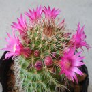 1Pcs A Set M. backebergiana  Mini Plant ProQgf