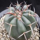 1Pcs A Set Discocactus Mini Plant ProQgf