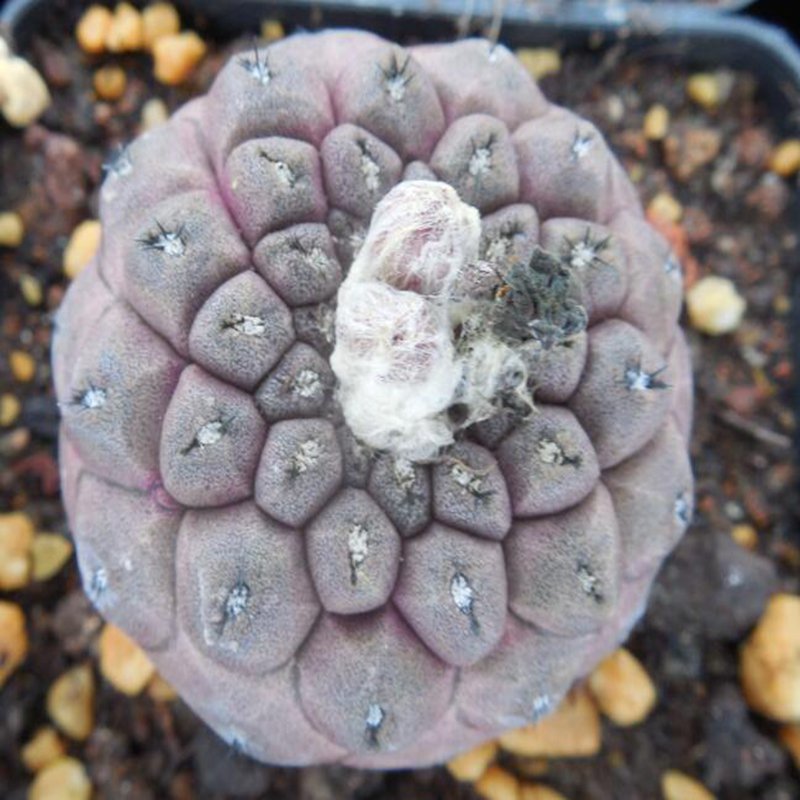 1Pcs A Set C. hypogaea Mini Plant ProQgf