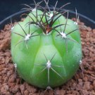 1Pcs A Set G. chiquitanum Mini Plant ProQgf
