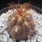 1Pcs A Set G. pflanziivar. albipulpa Mini Plant ProQgf