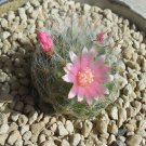 1Pcs A Set  M. bocasana Mini Plant ProQgf