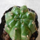 1Pcs A Set  Gymnocalycium friedrichii  Mini Plant ProQgf