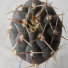 1Pcs A Set  G. bodenbenderianum Mini Plant ProQgf