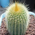 1Pcs A Set Notocactus leninghausii Mini Plant ProQgf