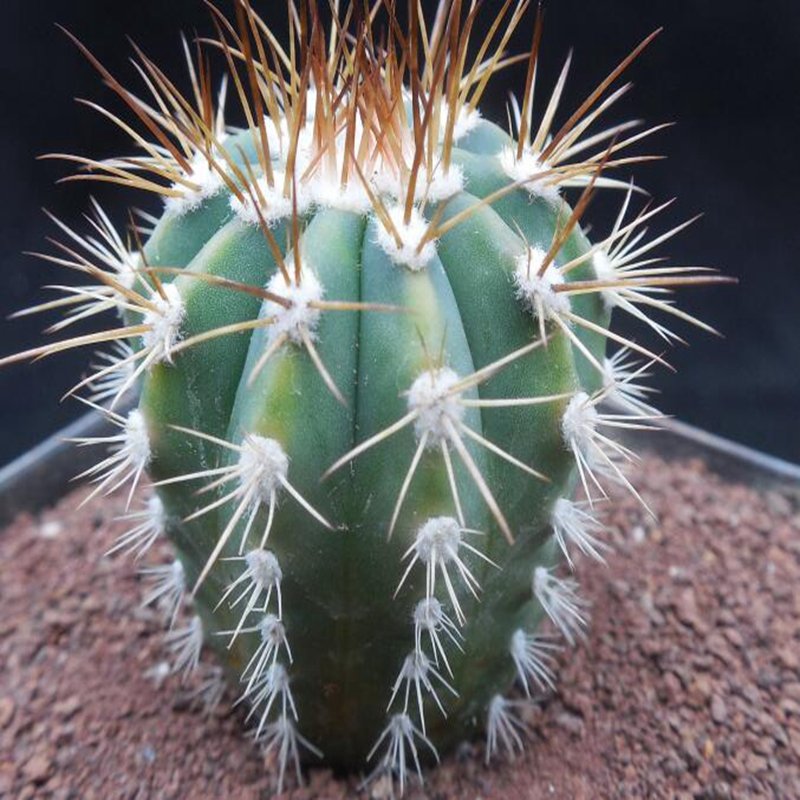 1Pcs A Set Melocactus andinus  Mini Plant ProQgf