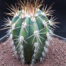 1Pcs A Set Melocactus andinus  Mini Plant ProQgf