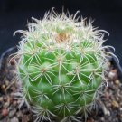 1Pcs A Set P. mairanana Mini Plant ProQgf