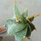 1Pcs A Set Astrophytum ornatum Mini Plant ProQgf