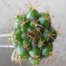 1Pcs A Set Gymnocalycium damsii  Mini Plant ProQgf