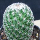 1Pcs A Set Mammillaria matudae Mini Plant ProQgf
