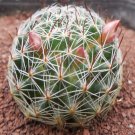 1Pcs A Set Mammillaria crinita Mini Plant ProQgf
