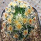 1Pcs A Set Mammillaria scheinvariana Mini Plant ProQgf