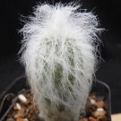 1Pcs A Set Espostoa lanata Mini Plant ProQgf