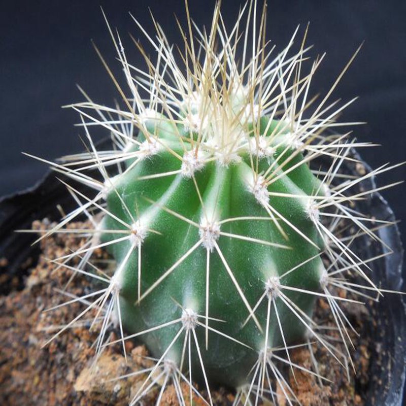 1Pcs A Set Melocactus lemairei  Mini Plant ProQgf