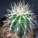 1Pcs A Set Melocactus lemairei  Mini Plant ProQgf