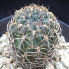 1Pcs A Set Echinopsis tiegeliana Mini Plant ProQgf
