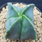 1Pcs A Set A. myriostigma Mini Plant ProQgf