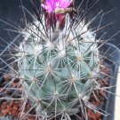 1Pcs A Set T. horripilus Mini Plant ProQgf