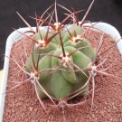 1Pcs A Set Denmoza rhodacantha Mini Plant ProQgf
