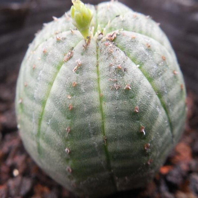 1Pcs A Set baseball plant Mini Plant ProQgf
