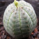 1Pcs A Set baseball plant Mini Plant ProQgf