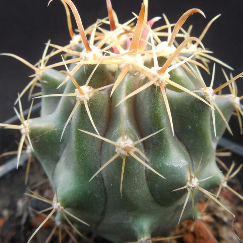 1Pcs A Set Ferocactus horridus Mini Plant ProQgf