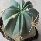 1Pcs A Set F. macrodiscus  Mini Plant ProQgf