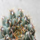 1Pcs A Set G. quehlianum   Mini Plant ProQgf