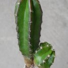 1Pcs A Set E. viereckii Mini Plant ProQgf