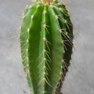 1Pcs A Set Neobuxbaumia polylopha Mini Plant ProQgf