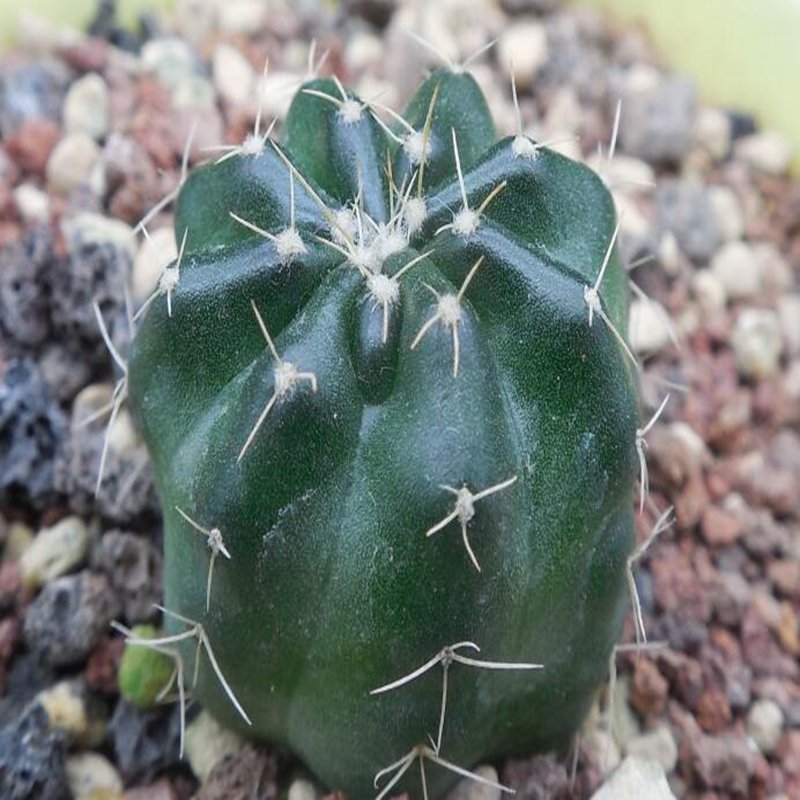 1Pcs A Set  E. pulchellus. acanthosetus Mini Plant ProQgf
