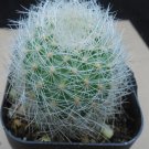 1Pcs A Set  N. nidus  Mini Plant ProQgf