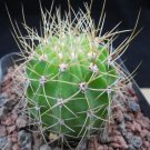1Pcs A Set Acanthocalycium klimpelianum  Mini Plant ProQgf