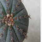 1Pcs A Set Frailea castanea  Mini Plant ProQgf