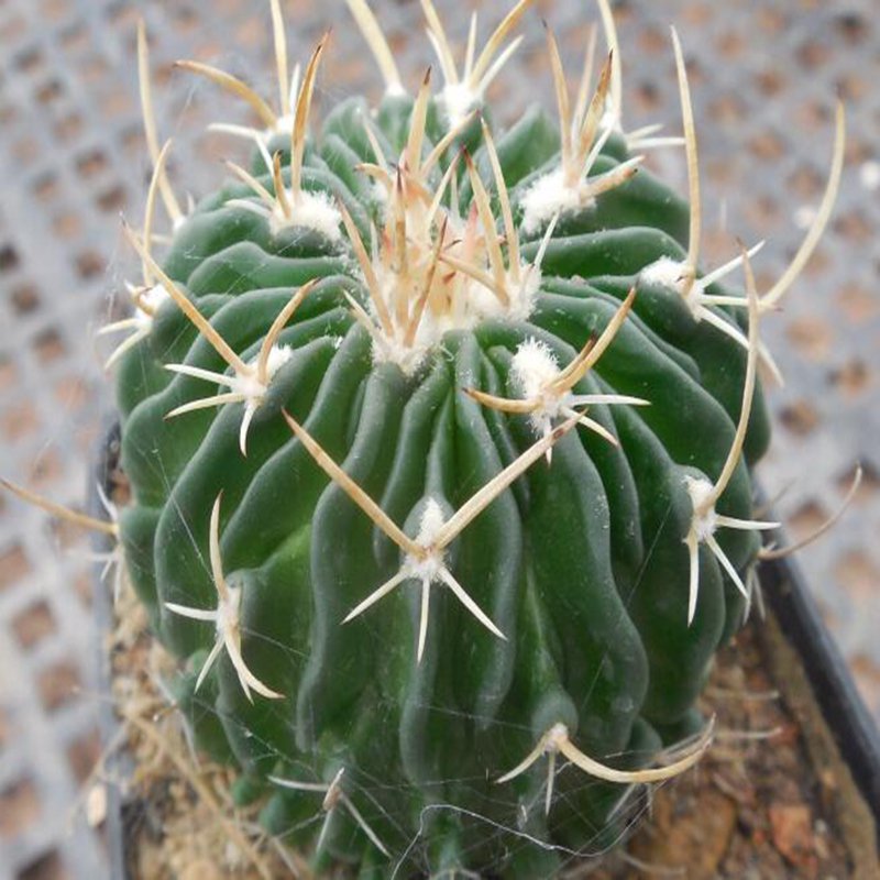 1Pcs A Set E. multicosta Mini Plant ProQgf