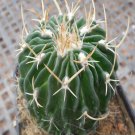 1Pcs A Set E. multicosta Mini Plant ProQgf